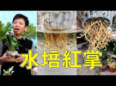 粉掌風水|粉掌的風水寓意和擺放位置